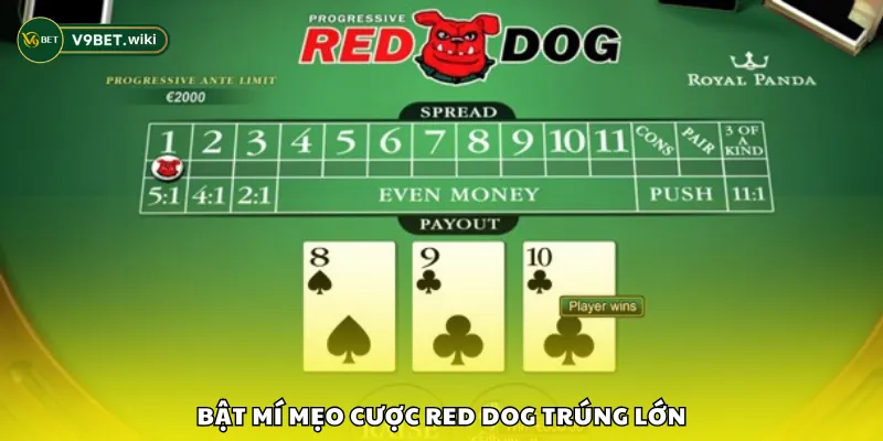 Bật mí mẹo cược Red Dog trúng lớn